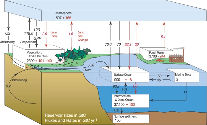 Photosynthesis Cycle Diagram