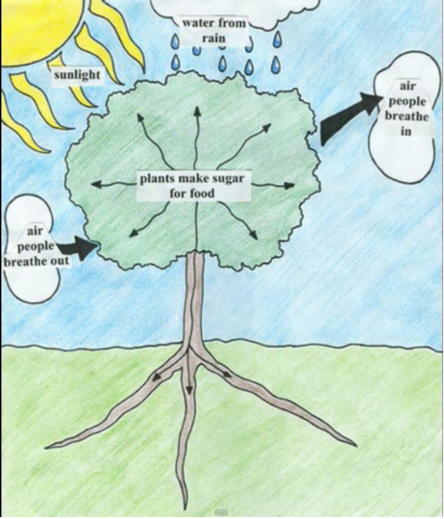 Photosynthesis Cycle Diagram