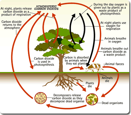 Photosynthesis Cycle Diagram