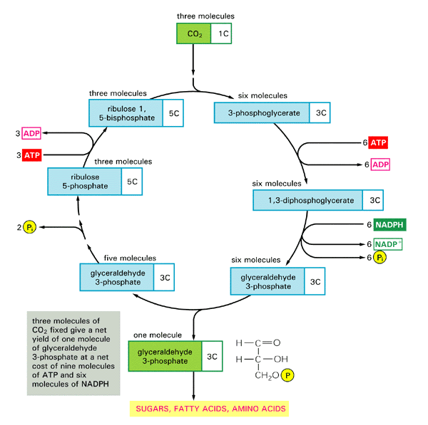 Photosynthesis Cycle Equation