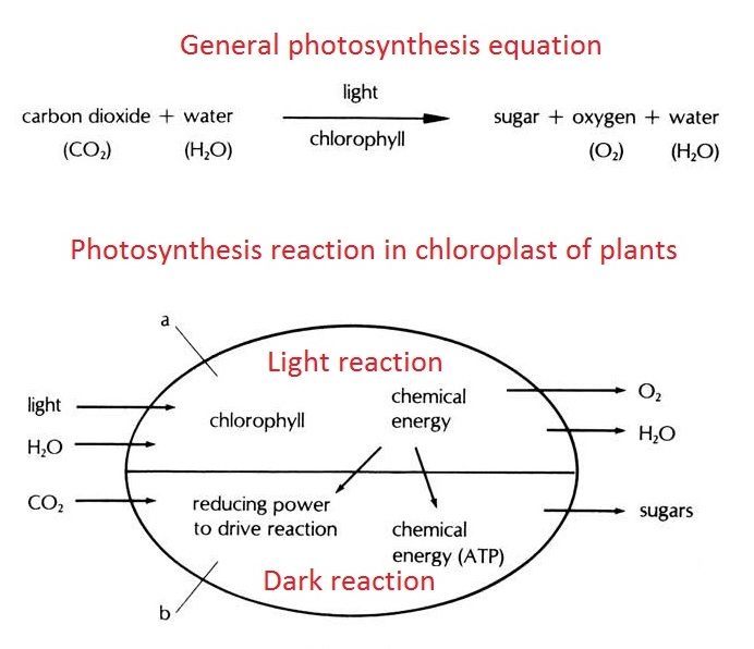 Photosynthesis Cycle Equation