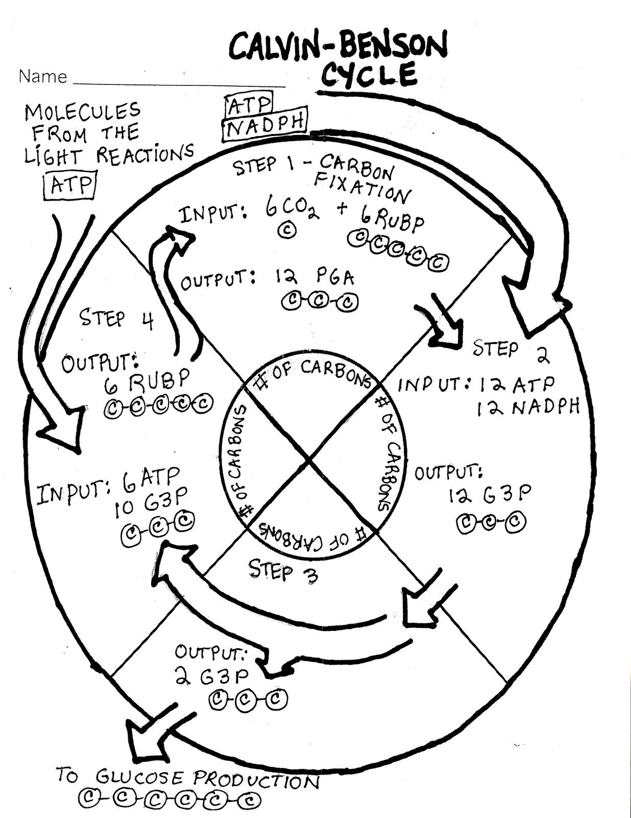 Photosynthesis Cycle For Kids