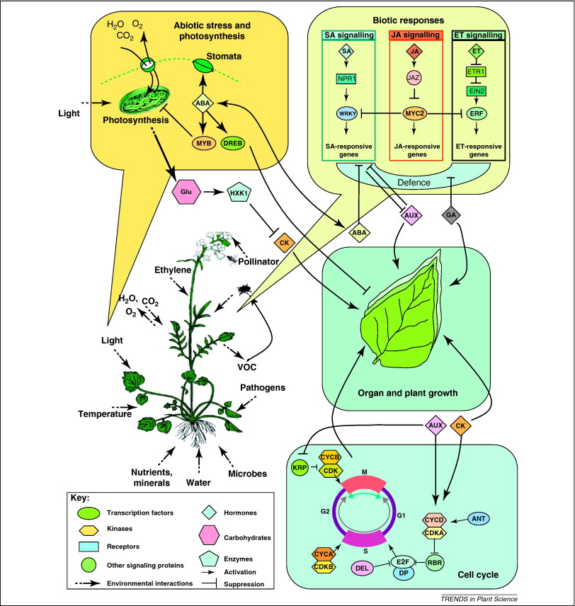 Photosynthesis Cycle In Order