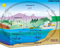 Photosynthesis Cycle In Order