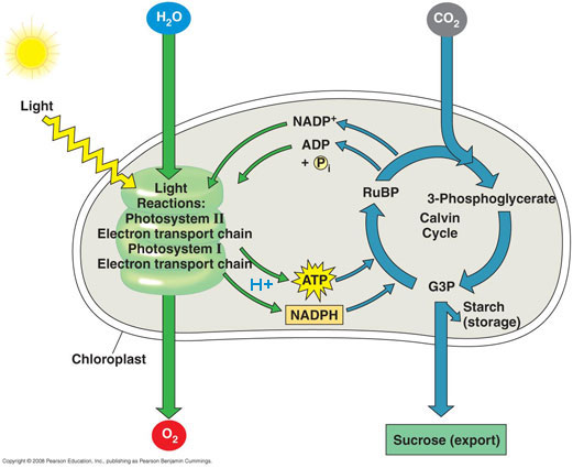 Photosynthesis Cycle In Order