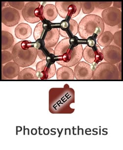 Photosynthesis Cycle Of Chemical Reactions