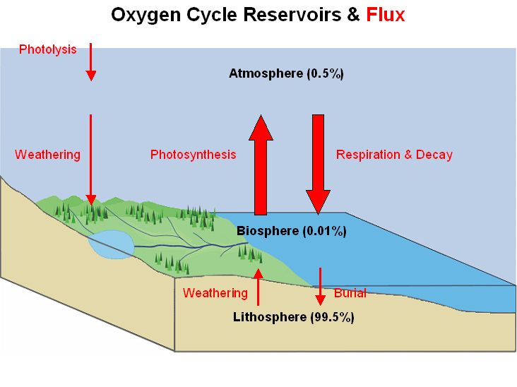 Photosynthesis Cycle Of Chemical Reactions