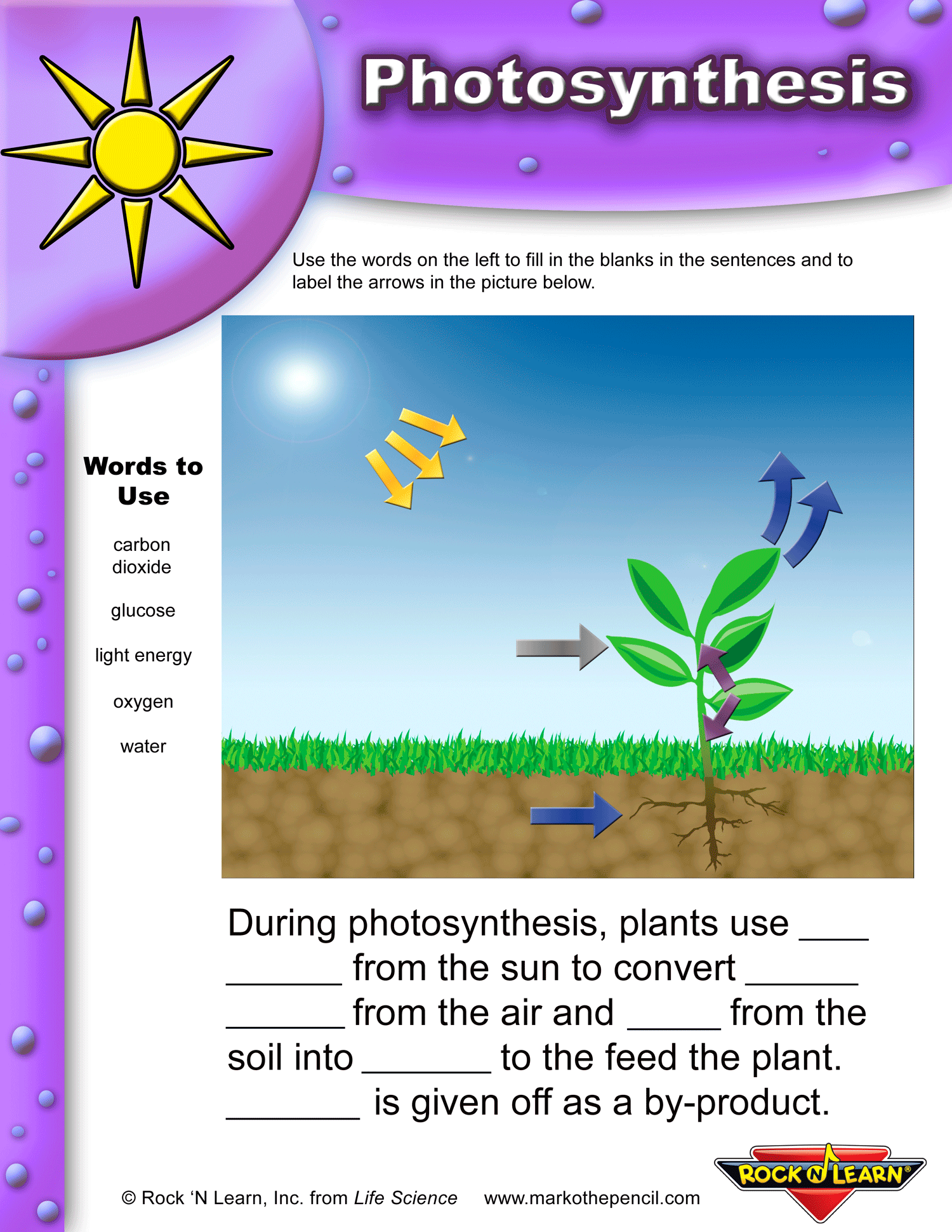 Photosynthesis Cycle Worksheet