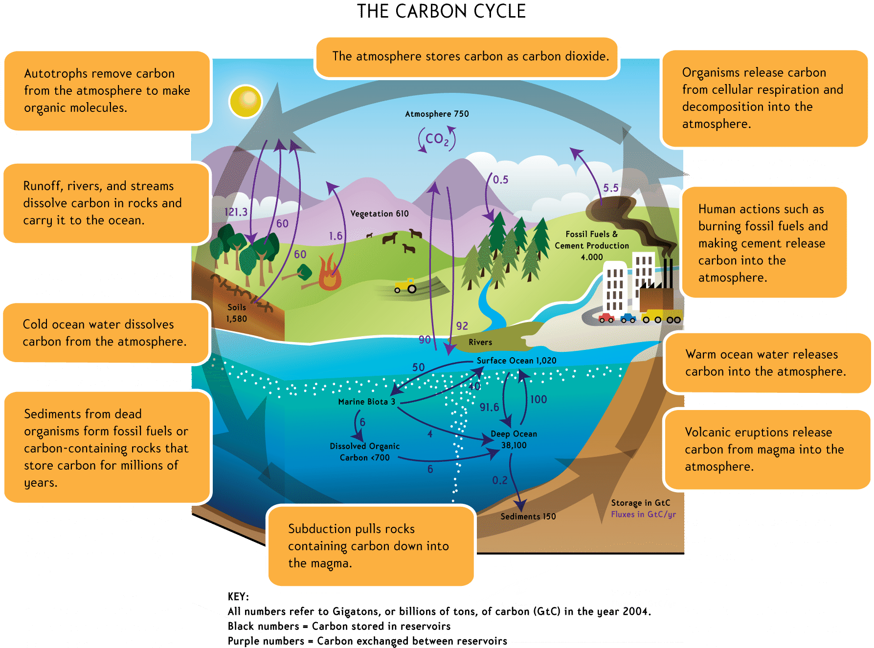 Photosynthesis Cycle Worksheet