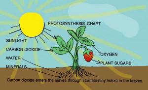 Photosynthesis Diagram