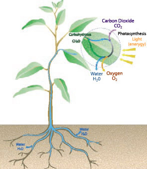 Photosynthesis Diagram