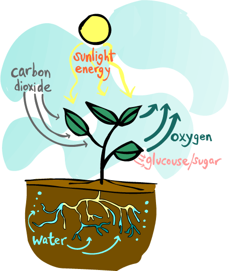 Photosynthesis Diagram