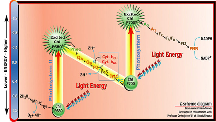 Photosynthesis Diagram