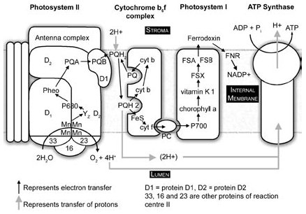 Photosynthesis Diagram A Level