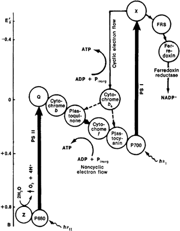 Photosynthesis Diagram A Level