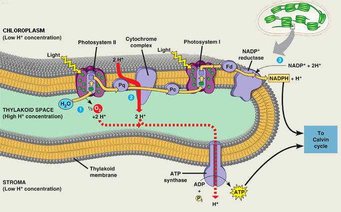 Photosynthesis Diagram Calvin Cycle