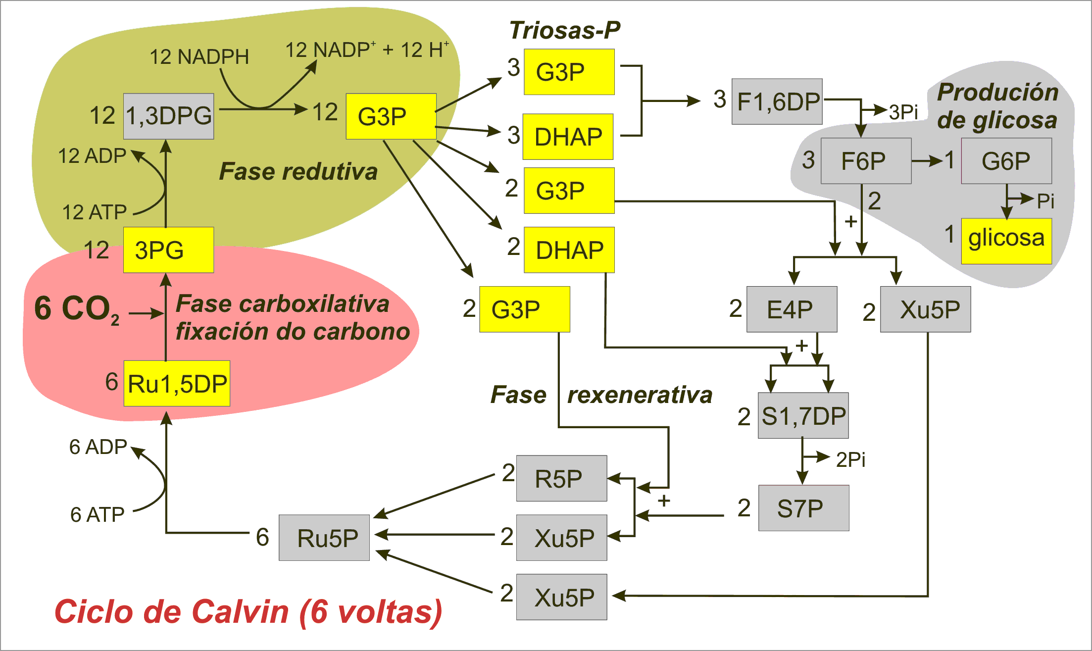 Photosynthesis Diagram Calvin Cycle