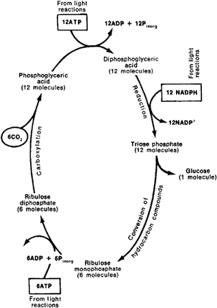 Photosynthesis Diagram Calvin Cycle