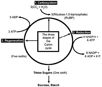 Photosynthesis Diagram Calvin Cycle