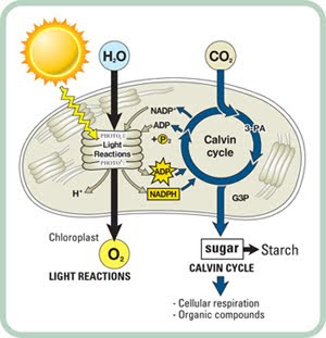 Photosynthesis Diagram Calvin Cycle