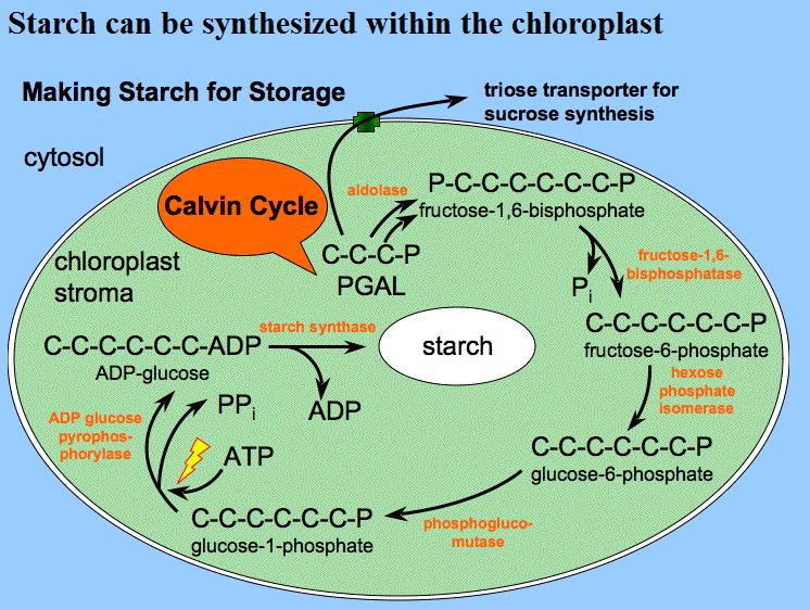 Photosynthesis Diagram Calvin Cycle