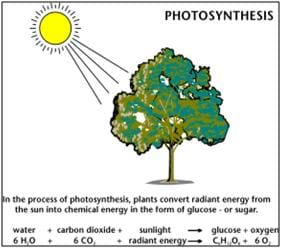 Photosynthesis Diagram For Kids