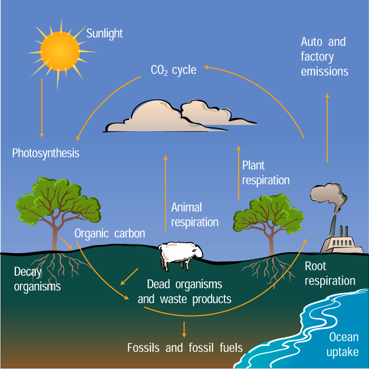 Photosynthesis Diagram For Kids