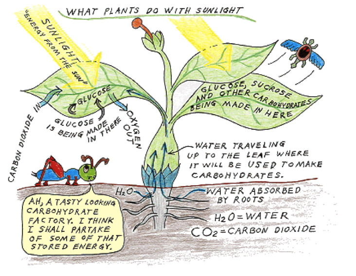 Photosynthesis Diagram For Kids