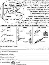 Photosynthesis Diagrams Worksheet Answer Key