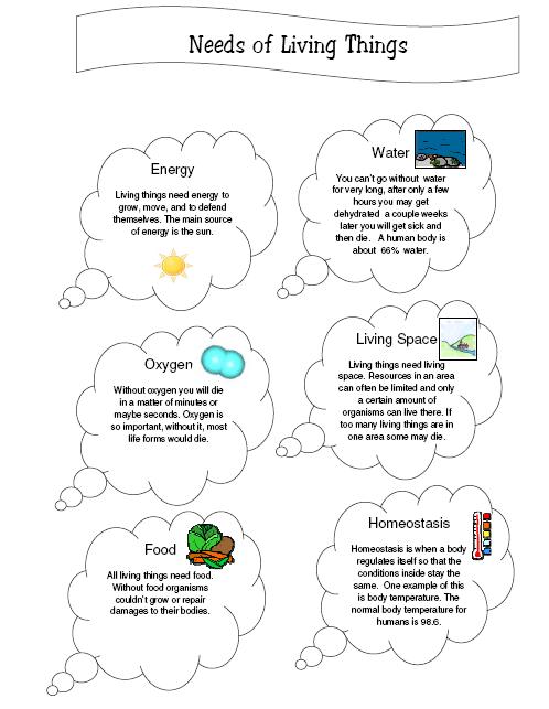 Photosynthesis Diagrams Worksheet Answers