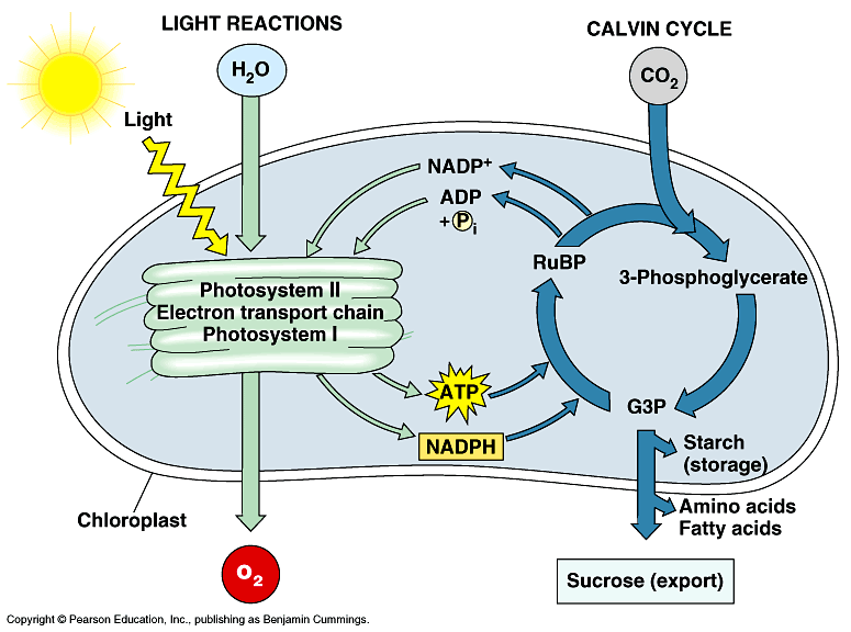 Photosynthesis Diagrams Worksheet Answers