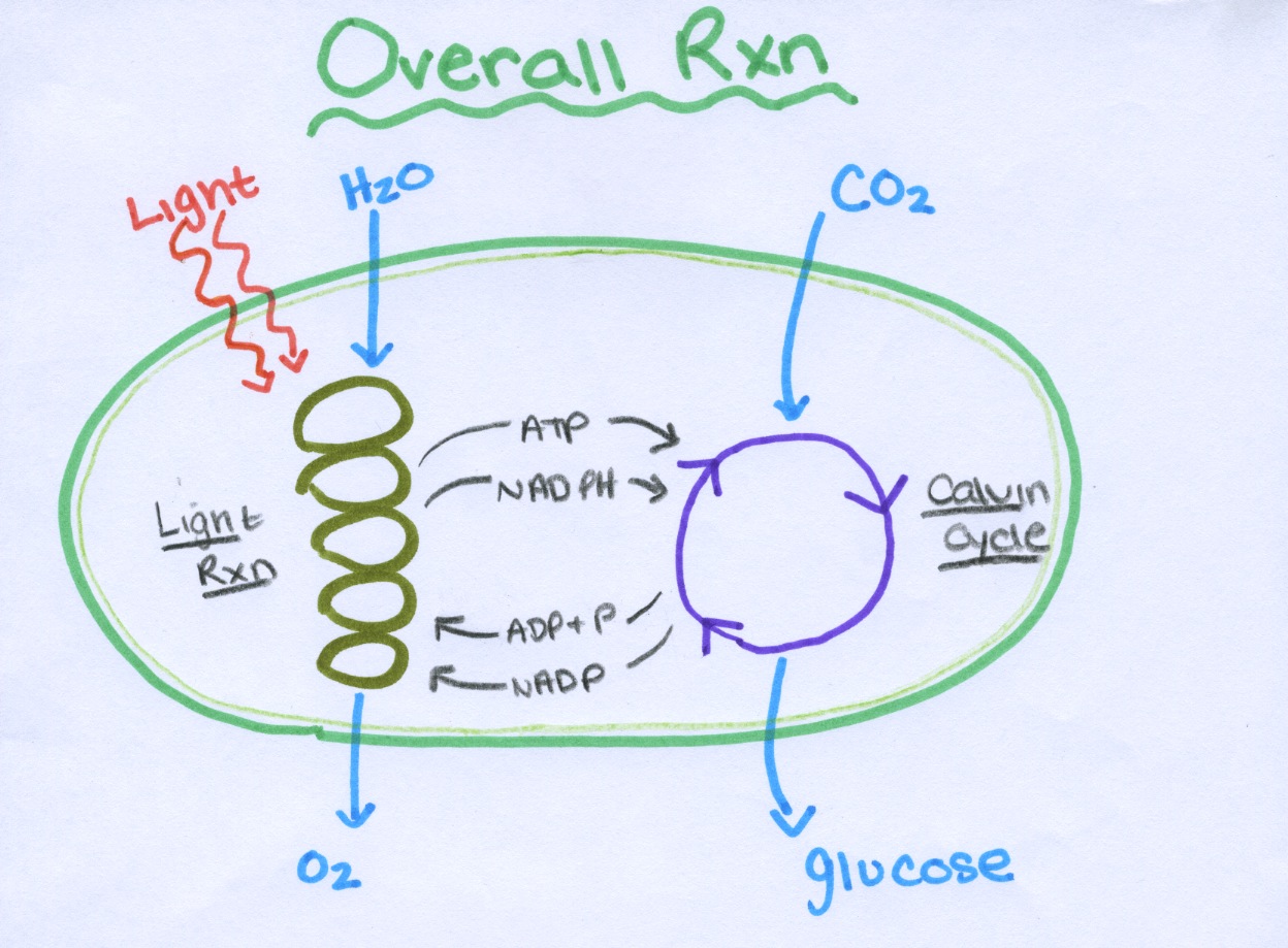 Photosynthesis Equation