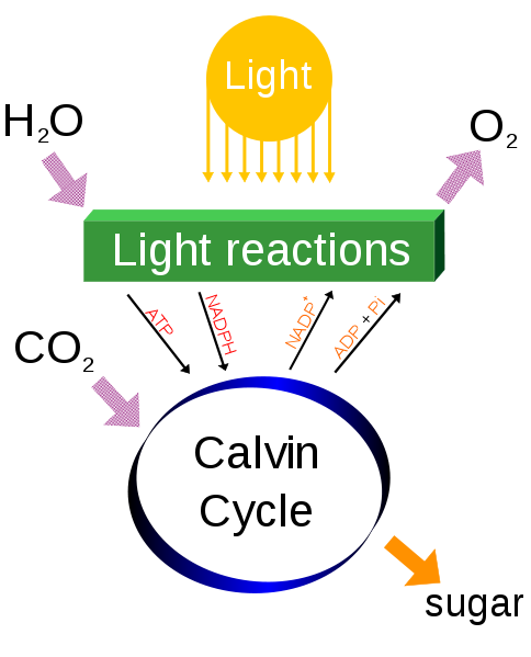 Photosynthesis Equation