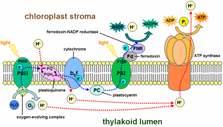 Photosynthesis Equation