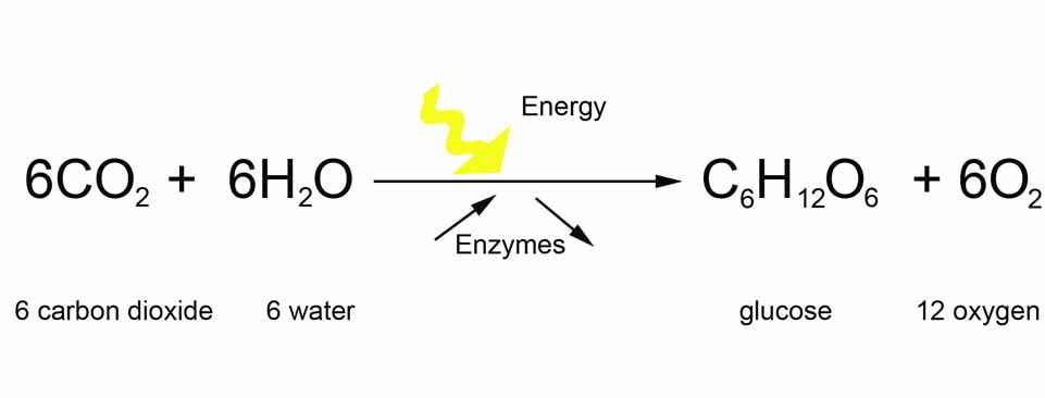 Photosynthesis Equation Explained