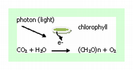 Photosynthesis Equation Explained