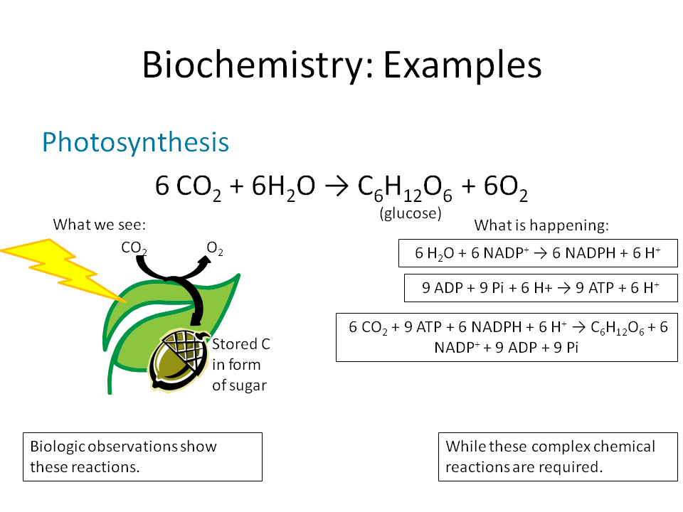 Photosynthesis Equation In Words