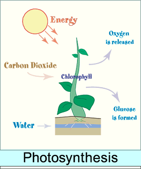 Photosynthesis Equation In Words