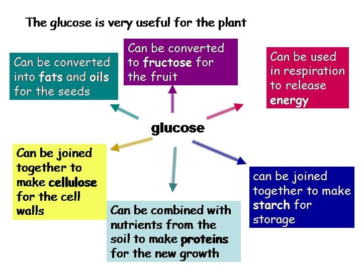 Photosynthesis Equation In Words