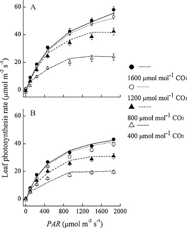 Photosynthesis Equation In Words And Symbols