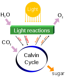 Photosynthesis For Kids