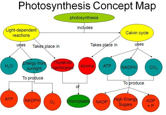 Photosynthesis For Kids