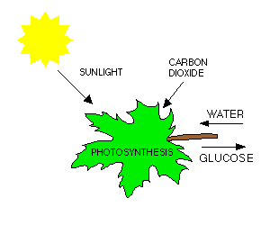 Photosynthesis For Kids