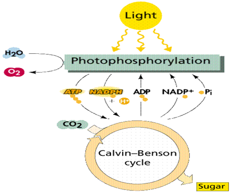 Photosynthesis For Kids Games