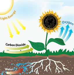 Photosynthesis For Kids Games