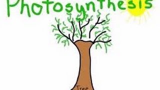 Photosynthesis For Kids Song