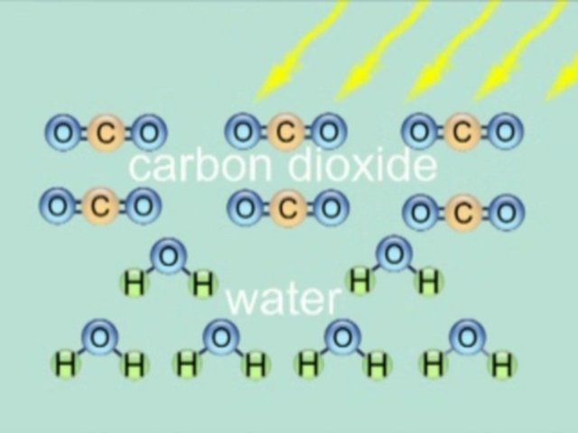 Photosynthesis For Kids Video