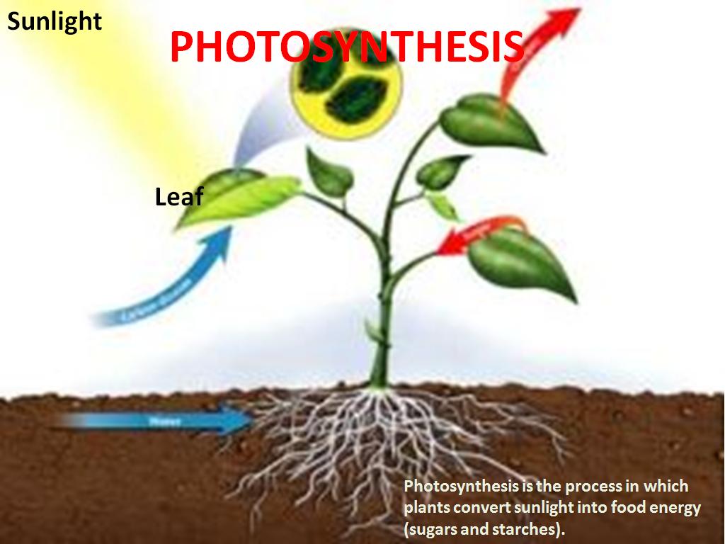 Photosynthesis For Kids Video