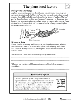 Photosynthesis For Kids Worksheets