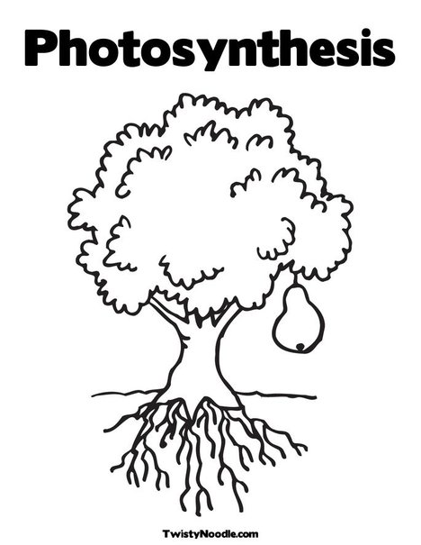 Photosynthesis For Kids Worksheets